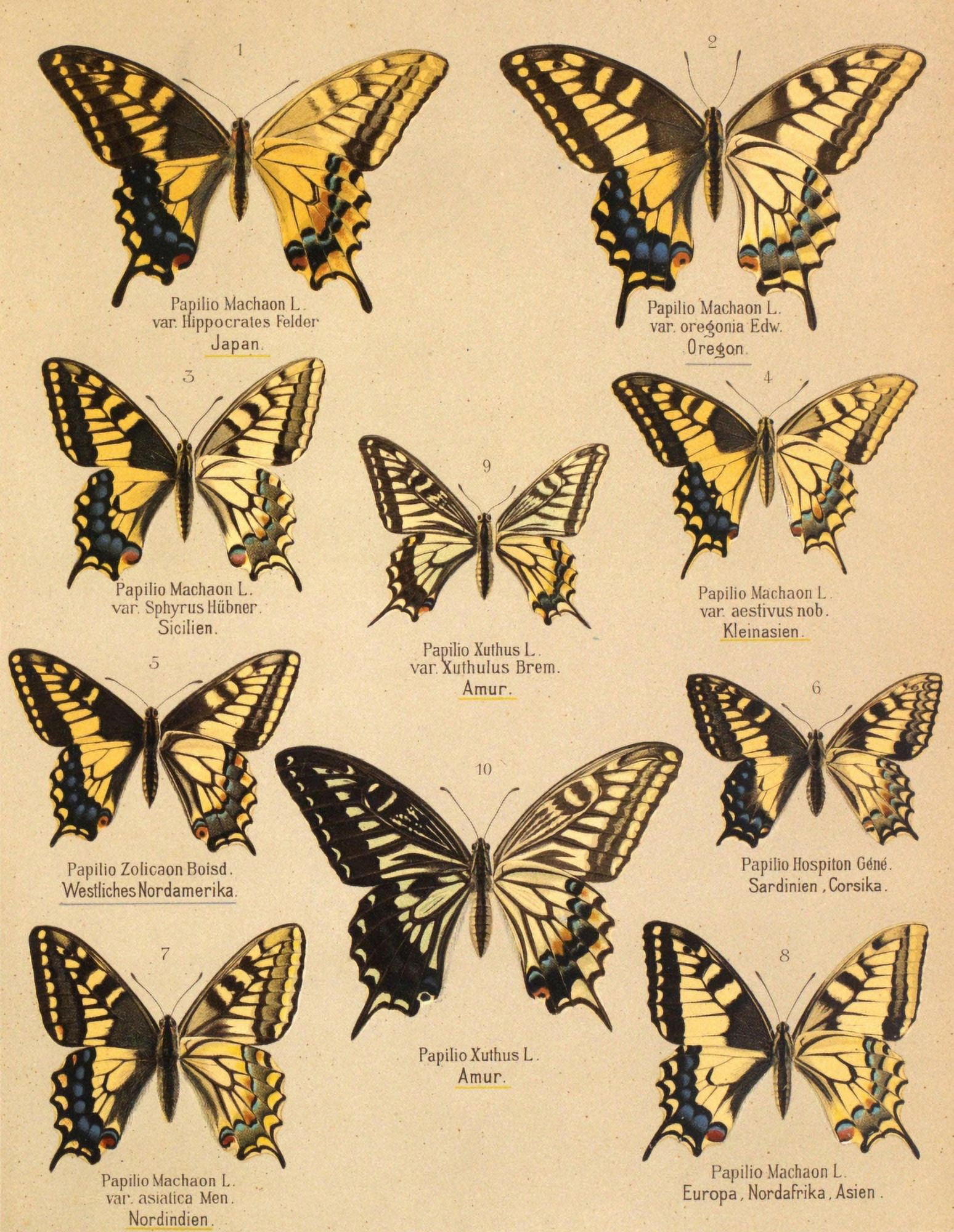 Die Artbildung und Verwandtschaft 1889 Machaon Group Canvas Art - Unknown (18 x 24)