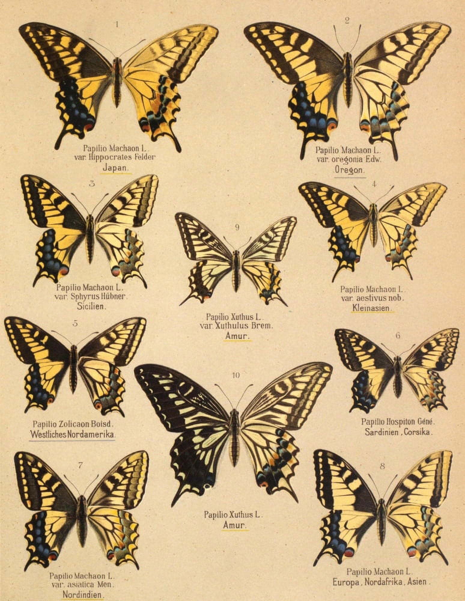 Die Artbildung und Verwandtschaft 1889 Machaon Group Canvas Art - Unknown (24 x 36)
