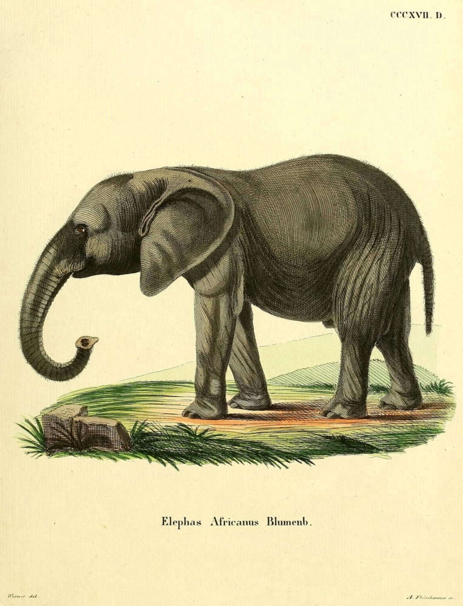 Die Sugthiere in Abbildungen nach der Natur 1774 African Elephant Canvas Art - Unknown (24 x 36)