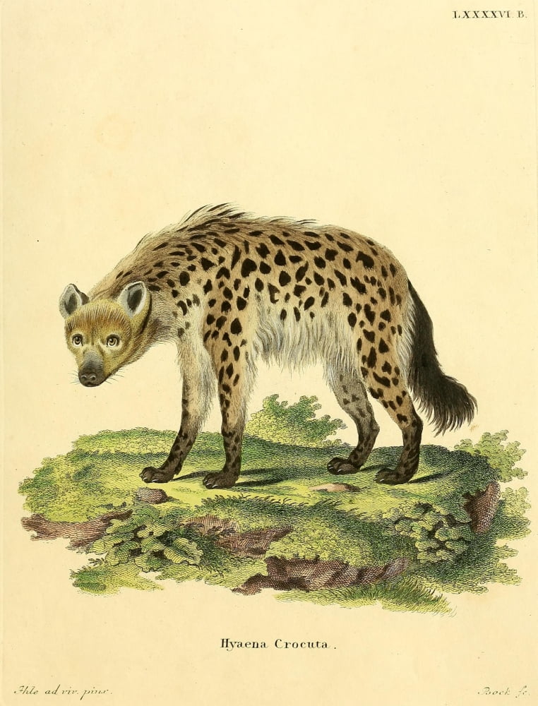 Die Sugthiere in Abbildungen nach der Natur 1774 Hyena Canvas Art - Unknown (24 x 36)