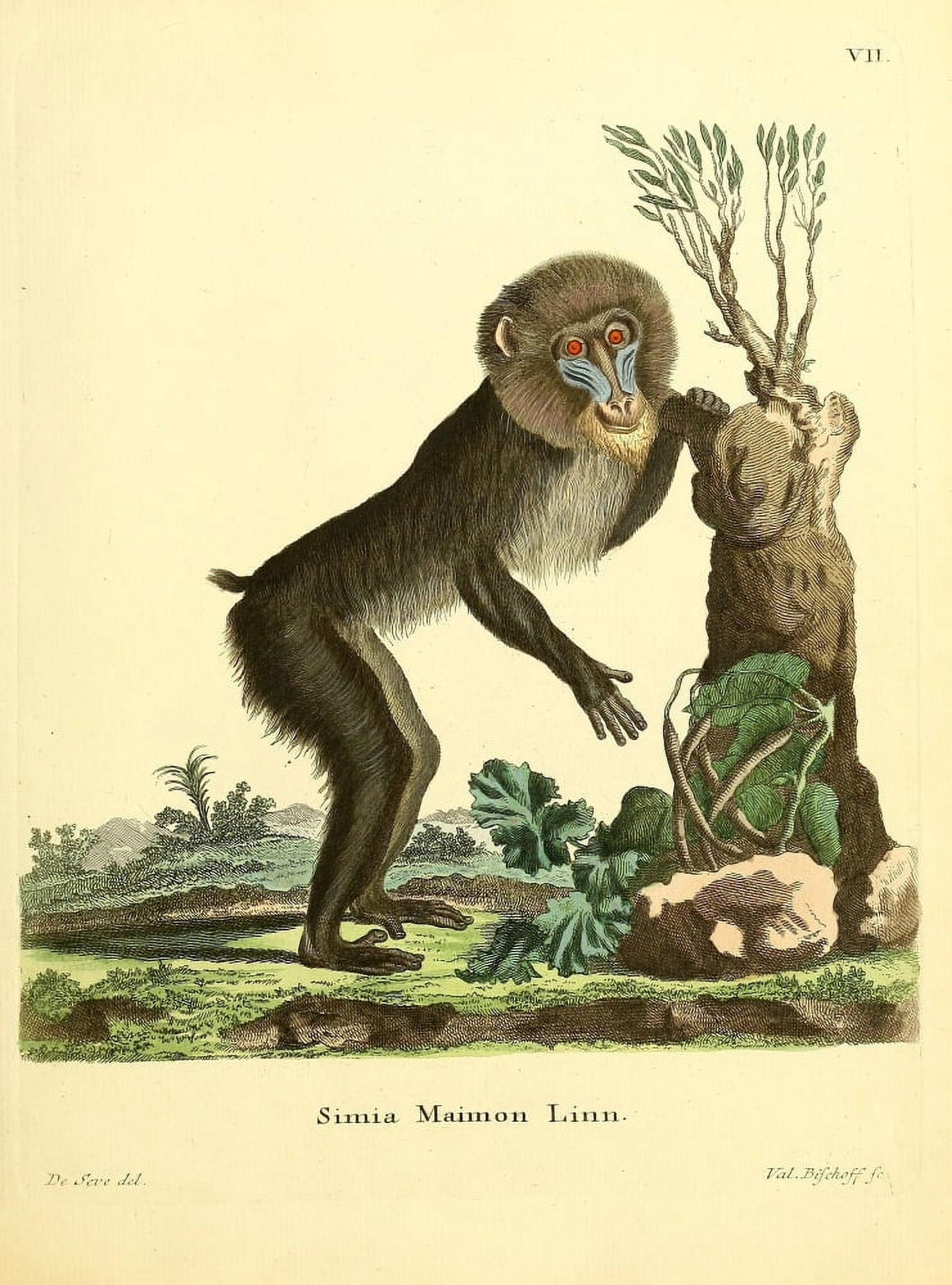 Die Sugthiere in Abbildungen nach der Natur 1774 Mandrill Canvas Art - Jacques de Seve (18 x 24)