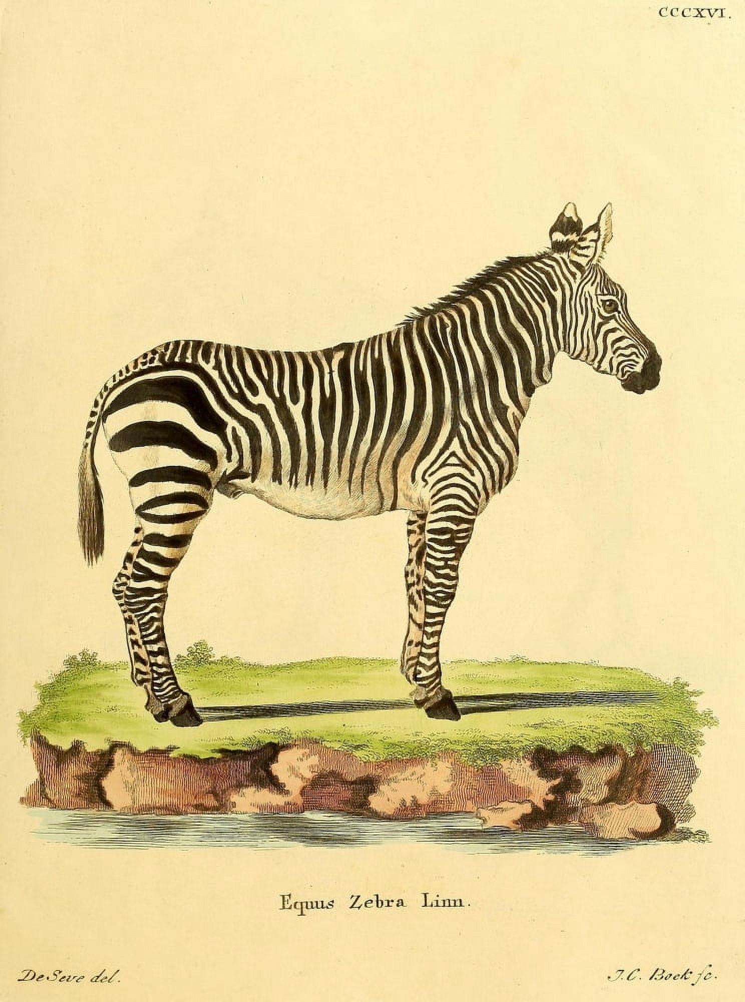 Die Sugthiere in Abbildungen nach der Natur 1774 Zebra Canvas Art - Jacques de Seve (18 x 24)
