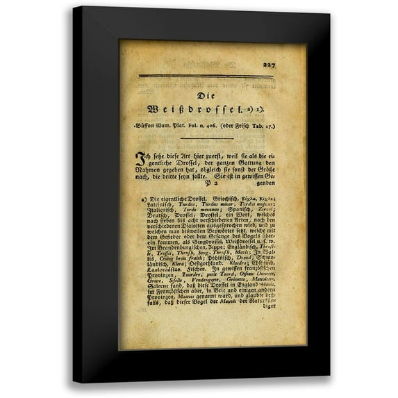 Die Weibdroffel 12x18 Black Modern Framed Museum Art Print Titled - Art Licensing Studio