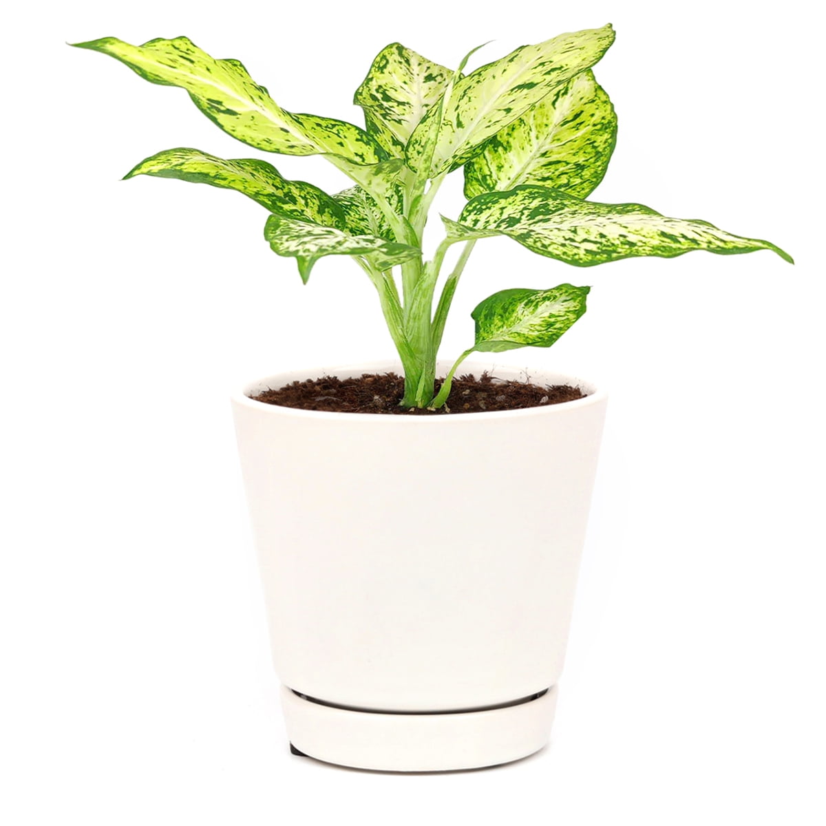 real fiddle leaf fig tree Fiddle Leaf Fig – Yardwork main image 1
