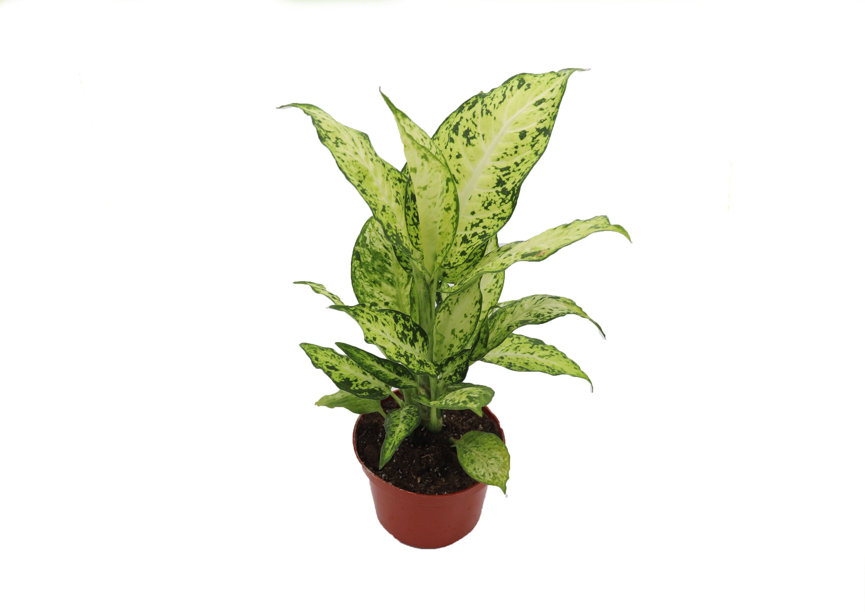 Large Dieffenbachia Dumb Cane in Brown Planter