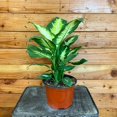 thumbnail image 1 of Dieffenbachia Camille, 6" Plant, The Plant Farm, 1 of 2