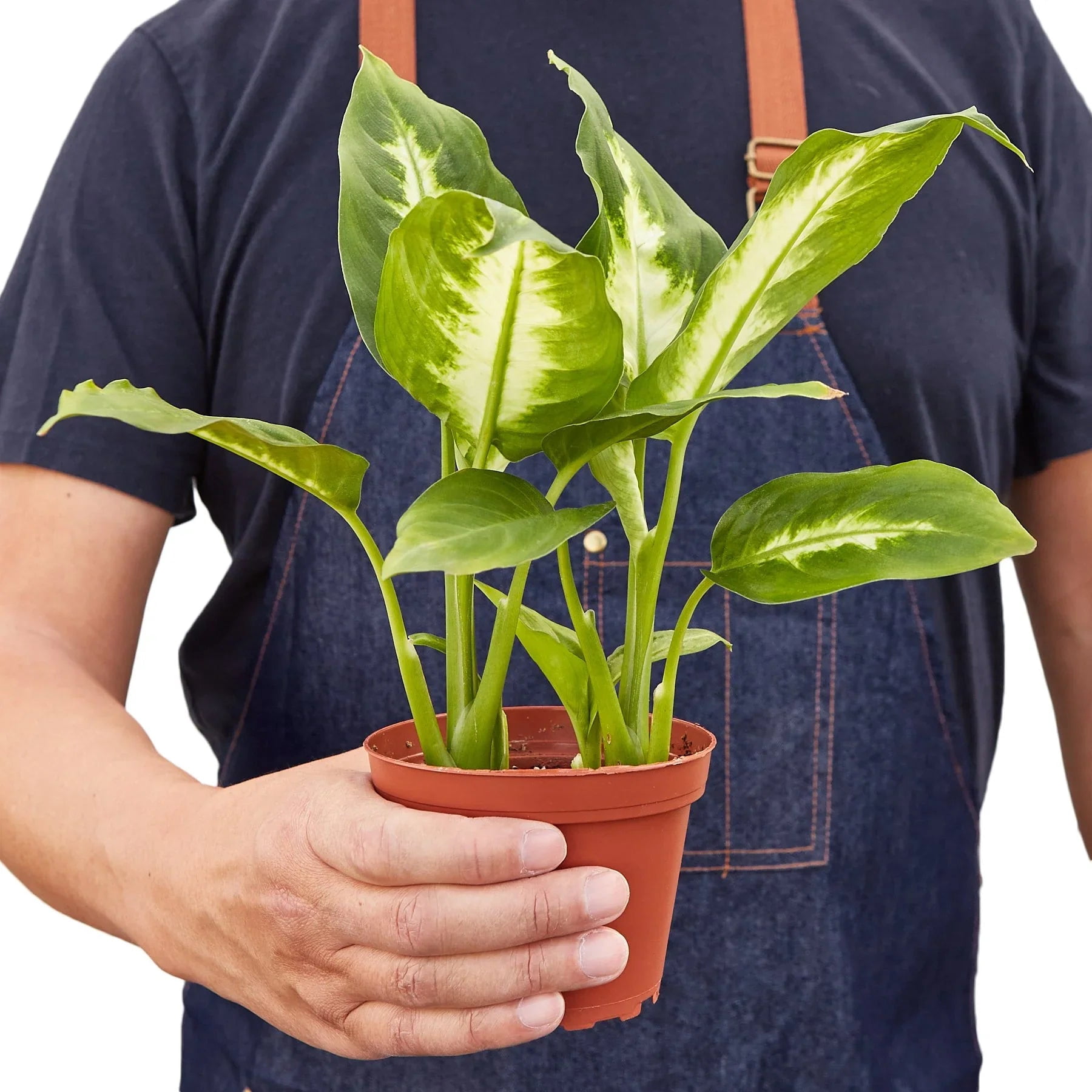 Dieffenbachia Camille - Live Air-Purifying Indoor Plant in Nursery Pot   Easy Care, Low Maintenance Houseplant for Home & Office Decor, Natural Air  Cleaner, Best for Beginners (4"Pot, NurseryPot) - Walmart.com