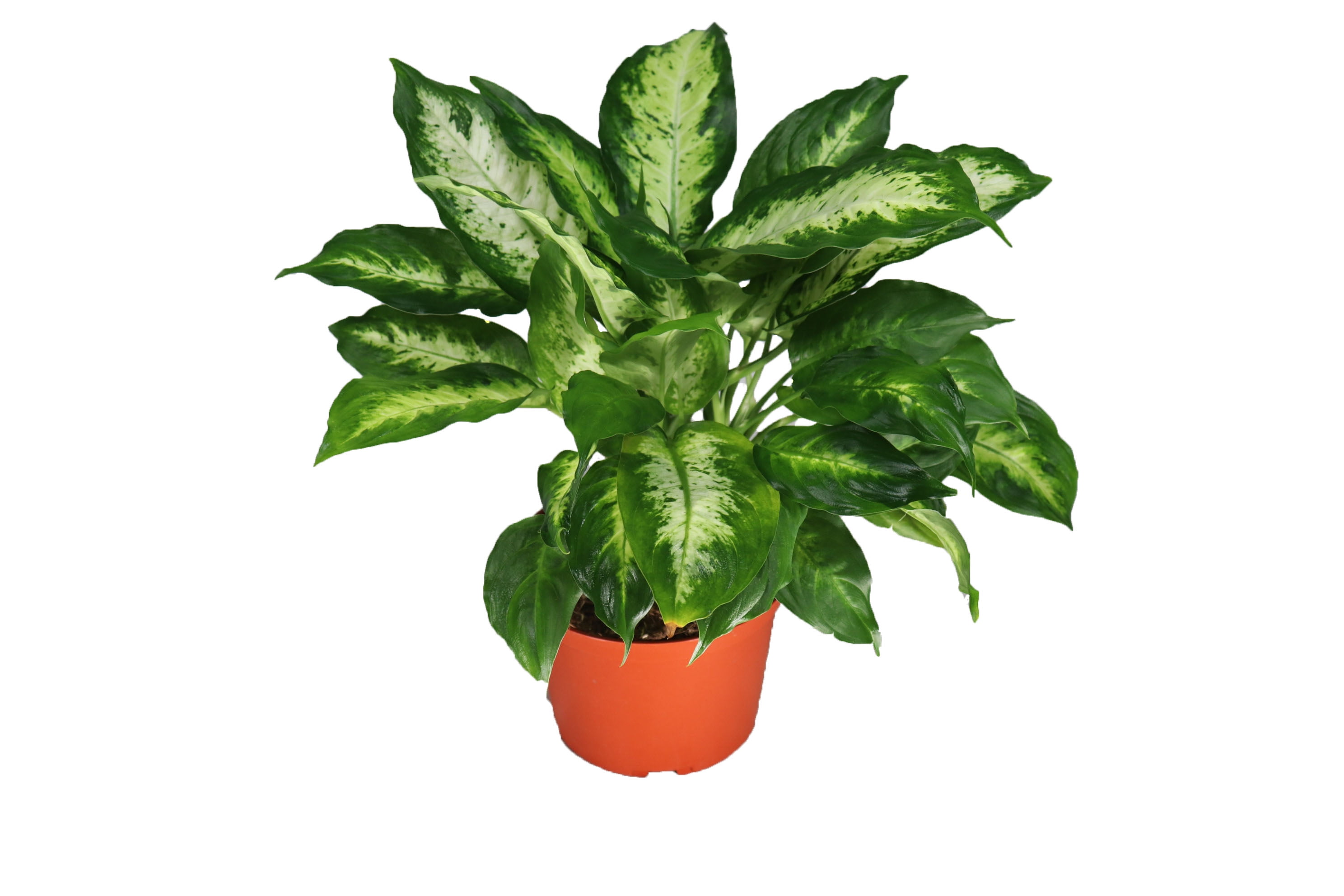 indoor umbrella plants Schefflera Arboricola Braid main image 1