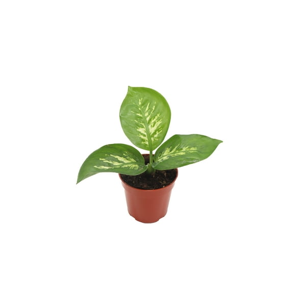 Dieffenbachia Compacta (Tropical Snow) - 4'' from California Tropicals