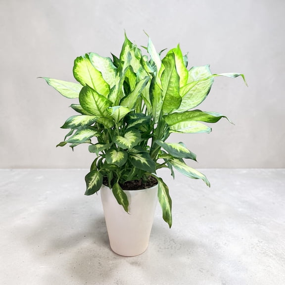 Dieffenbachia ‘Dumb Cane’ Live Plant in 4 Inch Plastic Pot – Easy Care Indoor Tropical Foliage Houseplant