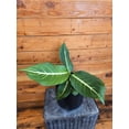 thumbnail image 1 of Dieffenbachia Sterling, 6" Plant, The Plant Farm, 1 of 2