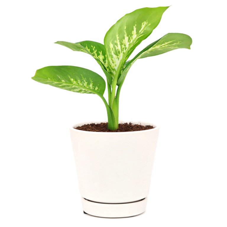 money tree pachira aquatica Money Tree 'Guiana Chestnut' Pachira Braid