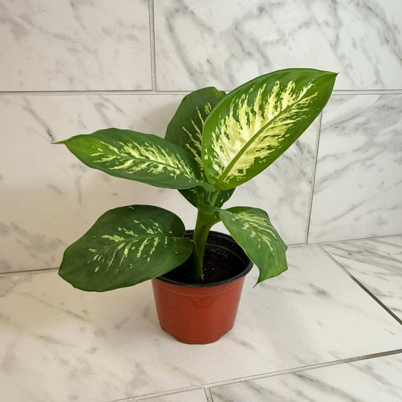 Dieffenbachia Tropic Snow, 6" Plant, The Plant Farm