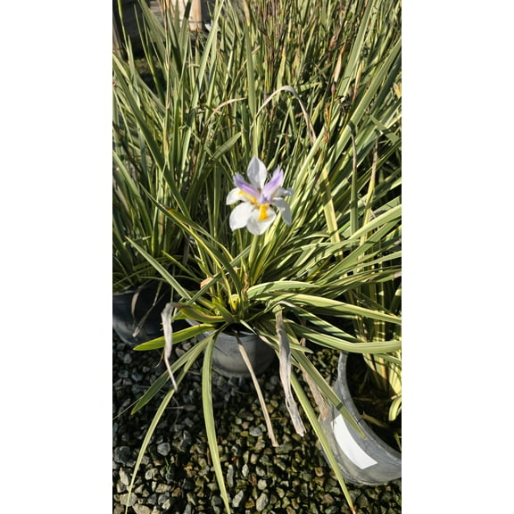 Dietes grandiflora Variegata bush plant on 5 gallon pot - Get similar