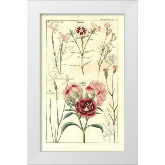 Dietrich, David 16x24 White Modern Wood Framed Museum Art Print Titled - Carnations