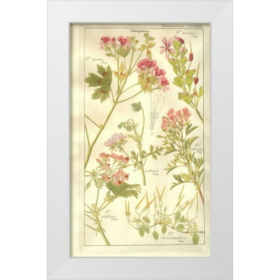 Dietrich, David 16x24 White Modern Wood Framed Museum Art Print Titled - Geraniums