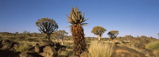 Different Aloe species growing amongst the rocks at the Quiver tree (Aloe dichotoma) forest Namibia Canvas Art - Panoramic Images (36 x 13)