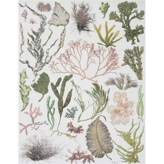 Different Strains of Seaweed From Enciclopedia Ilustrada Segu Poster Print - 13 x 17