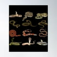 thumbnail image 1 of Different Types Of Snakes Educational Serpent Poster Wall Art, Modern Wall Decor For Living Room Bedroom, 8x12 UNFRAMED, 1 of 3