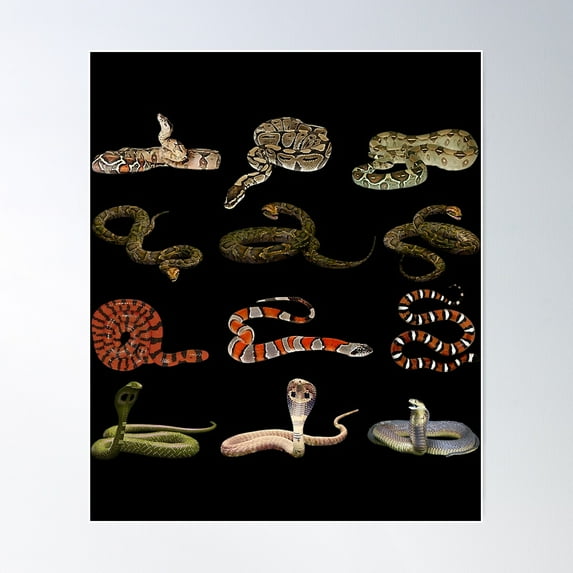 Different Types Of Snakes Educational Serpent Poster Wall Art, Modern Wall Decor For Living Room Bedroom, 8x12 UNFRAMED