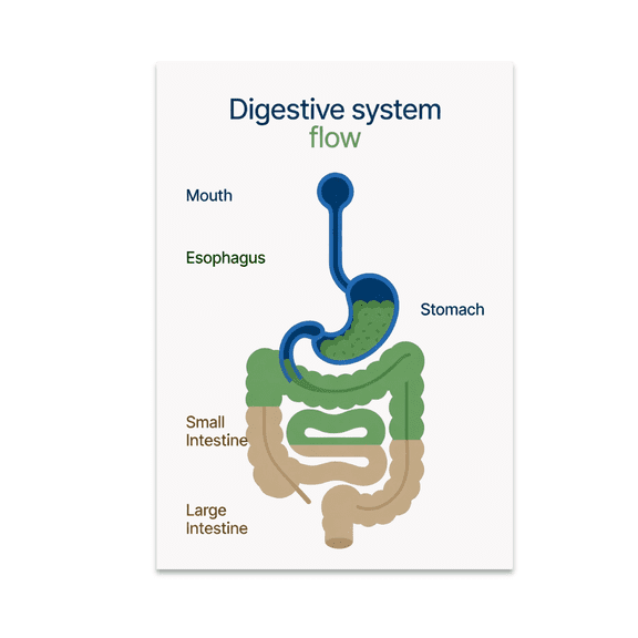 Digestive System Flow Diagram - Science Enthusiast - 13x19 Poster Print