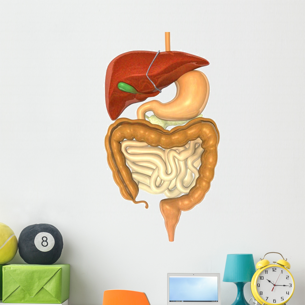 Digestive System Wall Decal by Wallmonkeys Peel and Stick Graphic (48 ...