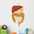 thumbnail image 1 of Digestive System Wall Decal by Wallmonkeys Peel and Stick Graphic (48 in H x 26 in W) WM221152, 1 of 4