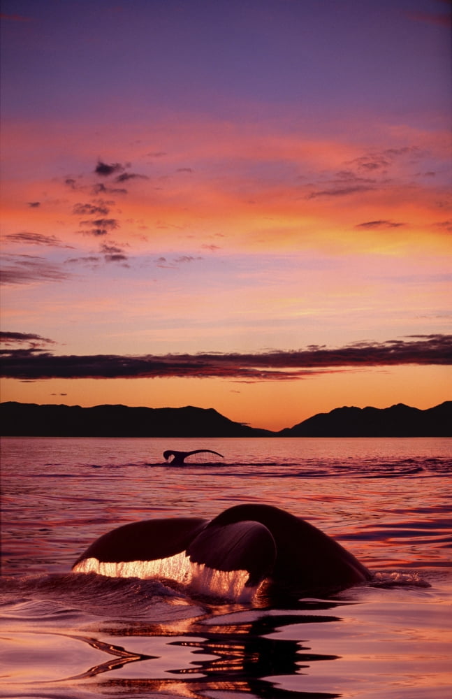 Digital Humpback Whale Tails Sunset Se Alaska Scenic Chatham StraitNcomposite Canvas Art - John Hyde Design Pics (22 x 34)