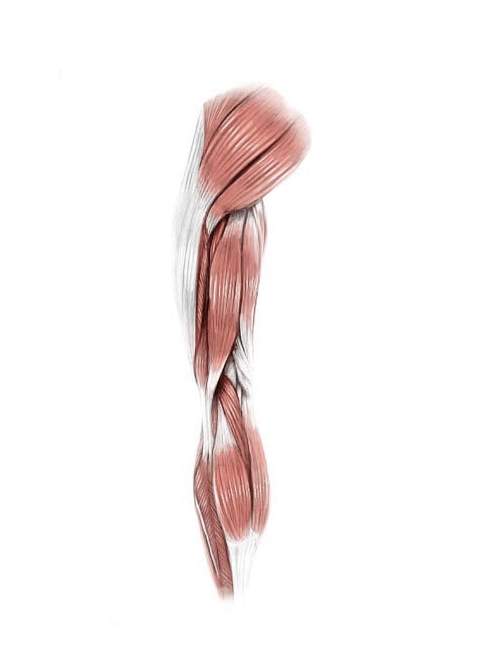 Digital illustration of the posterior muscles of the leg (no labels) Poster Print by Alan Gesek ...