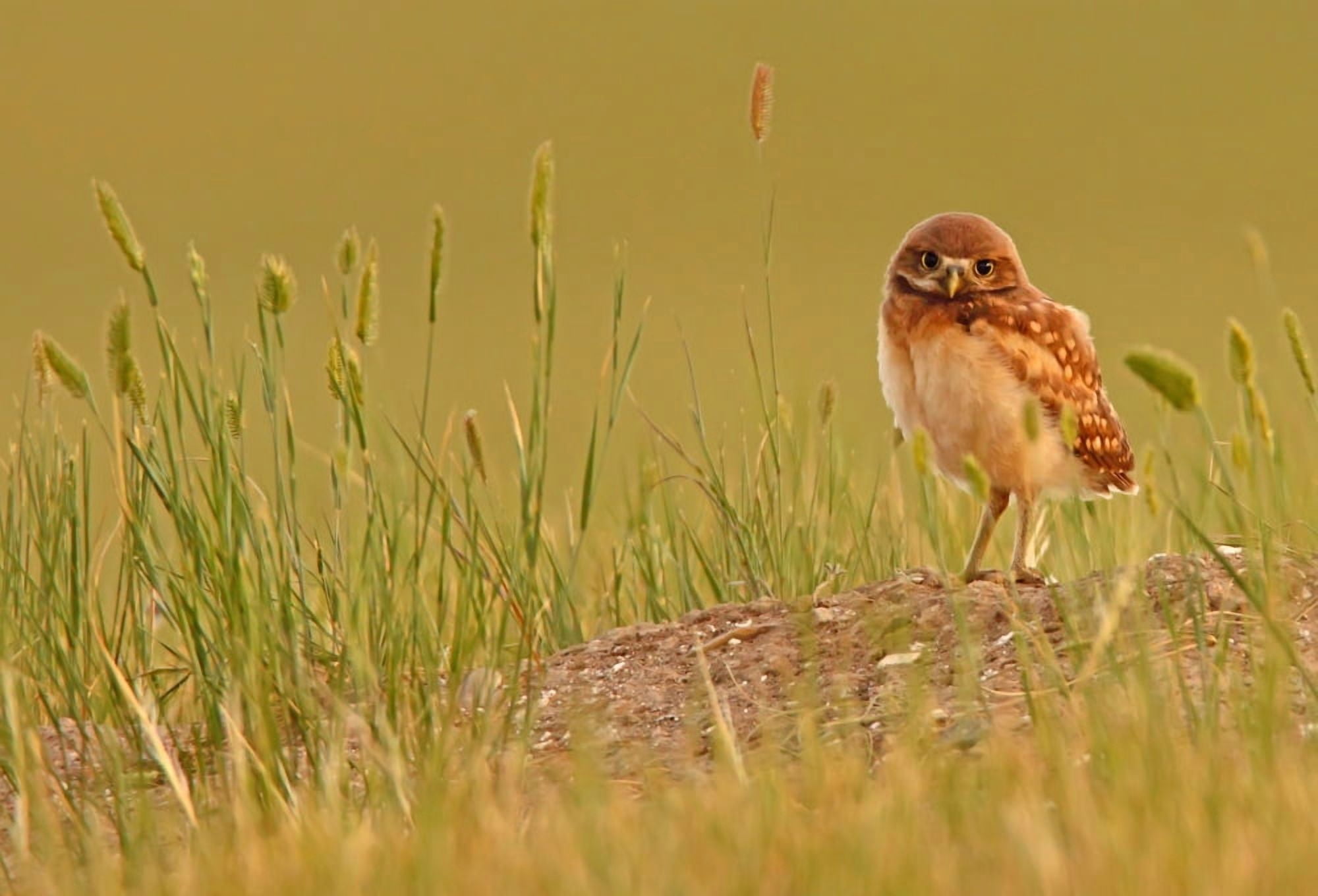 Digitally Enhanced Image With Painterly Effect Of Burrowing Owl Chick Grasslands National Park Saskatchewan Canvas Art - Robert Postma Design Pics (16 x 11)