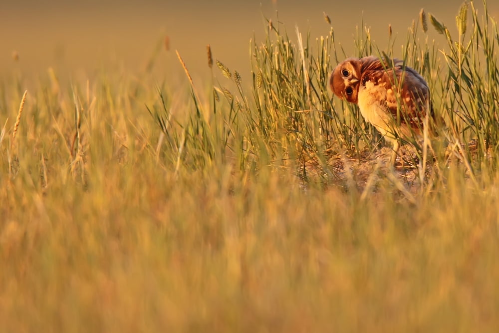 Digitally Enhanced Image With Painterly Effect Of Burrowing Owl Chick Grasslands National Park Saskatchewan Canvas Art - Robert Postma Design Pics (17 x 11)