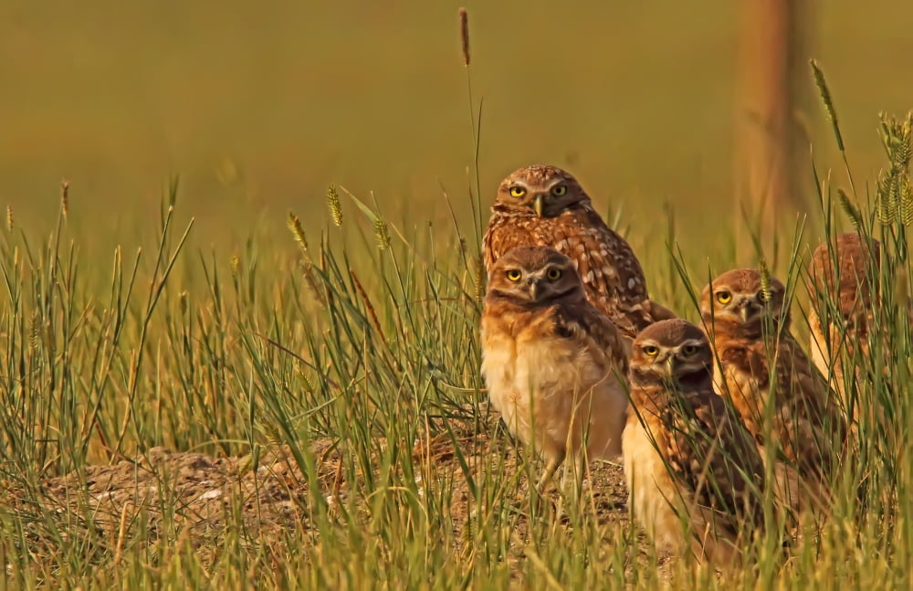 Digitally Enhanced Image With Painterly Effect Of Burrowing Owl Chicks And Adult Grasslands National Park Saskatchewan Canvas Art - Robert Postma Design Pics (34 x 22)