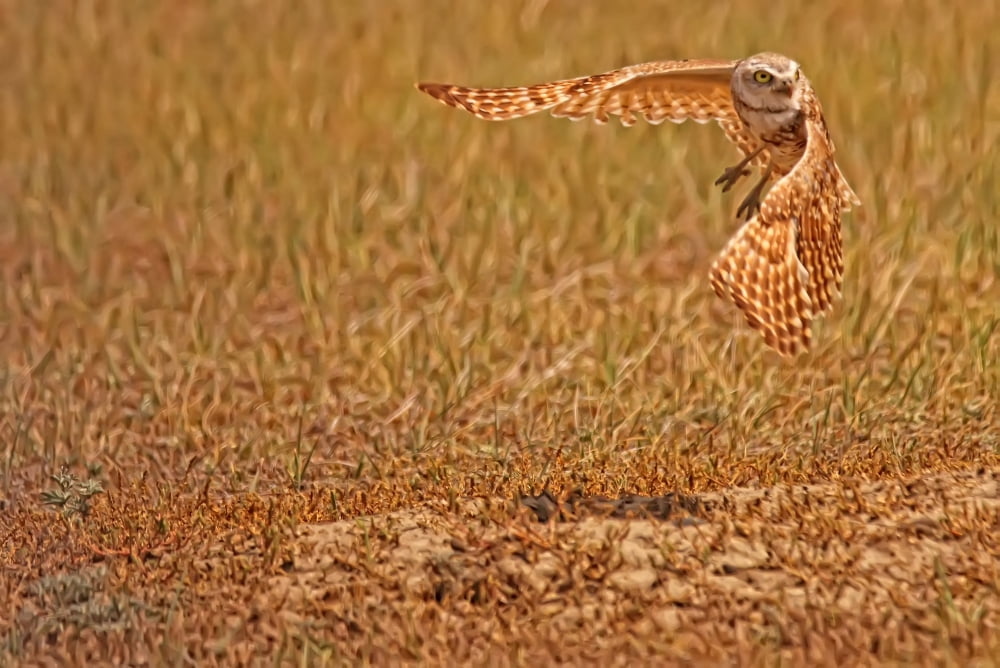 Digitally Enhanced Image With Painterly Effect Of Burrowing Owl Taking Flight Grasslands National Park Saskatchewan Canvas Art - Robert Postma Design Pics (17 x 11)
