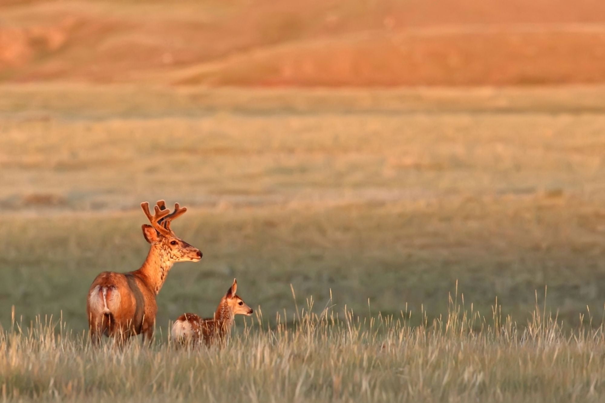 Digitally Enhanced Image With Painterly Effect Of Male White-Tailed Deer With Young Fawn Grasslands National Park Saskatchewan Canvas Art - Robert Postma Design Pics (17 x 11)