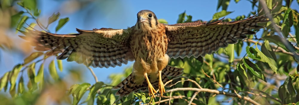 Digitally Enhanced Image Painterly Effect Of Kestrel Taking Flight Saskatchewan Canvas Art - Robert Postma Design Pics (23 x 8)