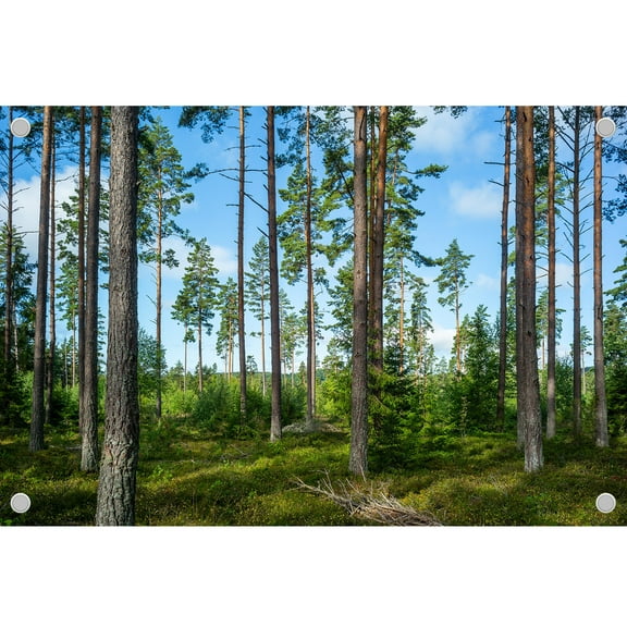 Diha 5x4ft Forest Backdrop, Trees sky grass light and shadow, Backdrop for Birthday Party Decoration, Outdoor Theme,bedroom,Wedding Day,Photoshoot Background Kids Game Video Studio Props