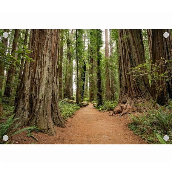 Diha 5x4ft Redwood Forest Backdrop, Trees Winding Dirt Road Ferns, Backdrop for Party Decoration, Outdoor Theme Bedroom Wedding Day Photoshoot Background, Kids Game Video Studio Props