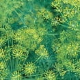 thumbnail image 1 of Dill Bouquet Great Garden Herb BULK 30,000 Seeds, 1 of 1
