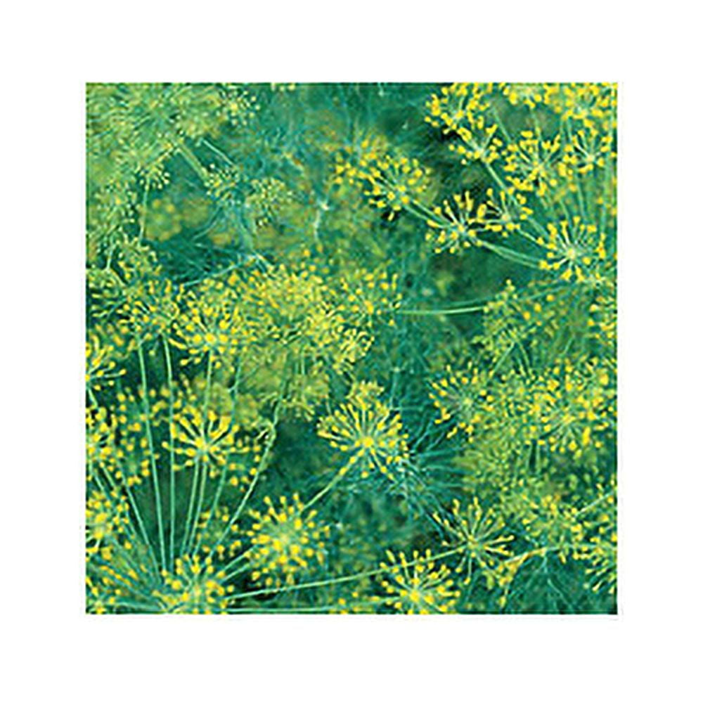 Dill Bouquet Great Garden Herb By Seed Kingdom BULK 1 Lb Seeds