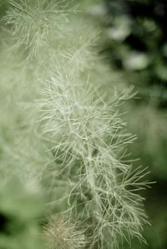 Dill Canvas Art - Beth Wold (24 x 36)