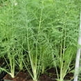 thumbnail image 1 of Dill Dukat Seed, Treated, 1/4 Pound, 1 of 1