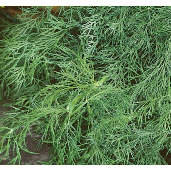 Dill Herb Plant - 3" Pot - Live Plant