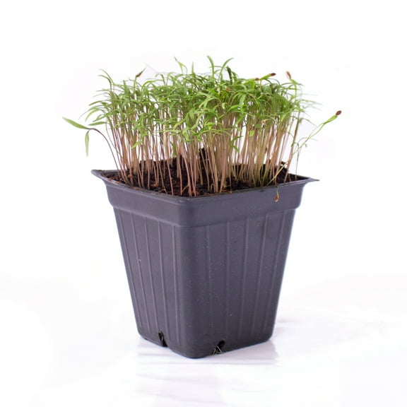 Dill Microgreens Seeds - 1 Oz ~25,000 Seeds - Non-GMO Seeds for Growing Micro Greens - Premium, High Germination Rate Seeds - Anethum graveolens