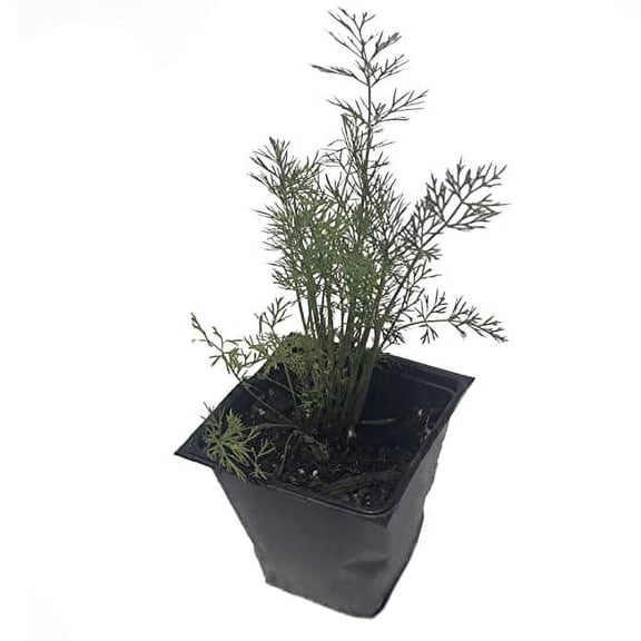 Dill Plant (Anethum graveolens) 2.5 inch Pot