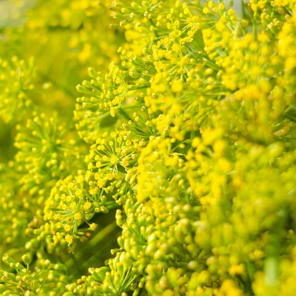 Dill Seeds - Dill Weed Herb Seed - 1 LB