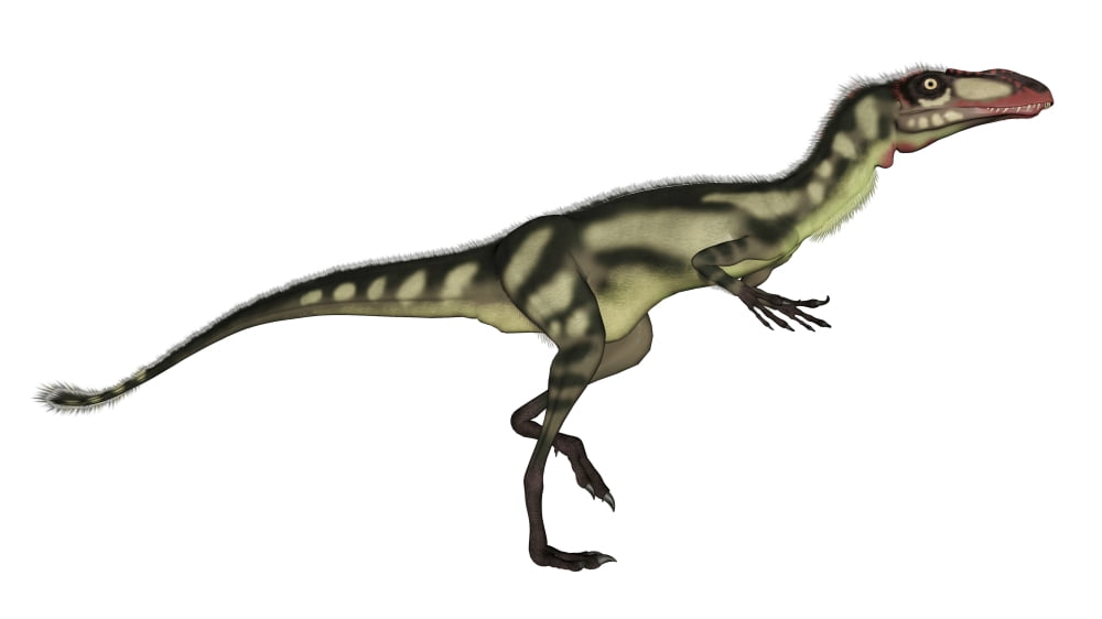 Dilong dinosaur Canvas Art - Elena DuvernayStocktrek Images (19 x 11)