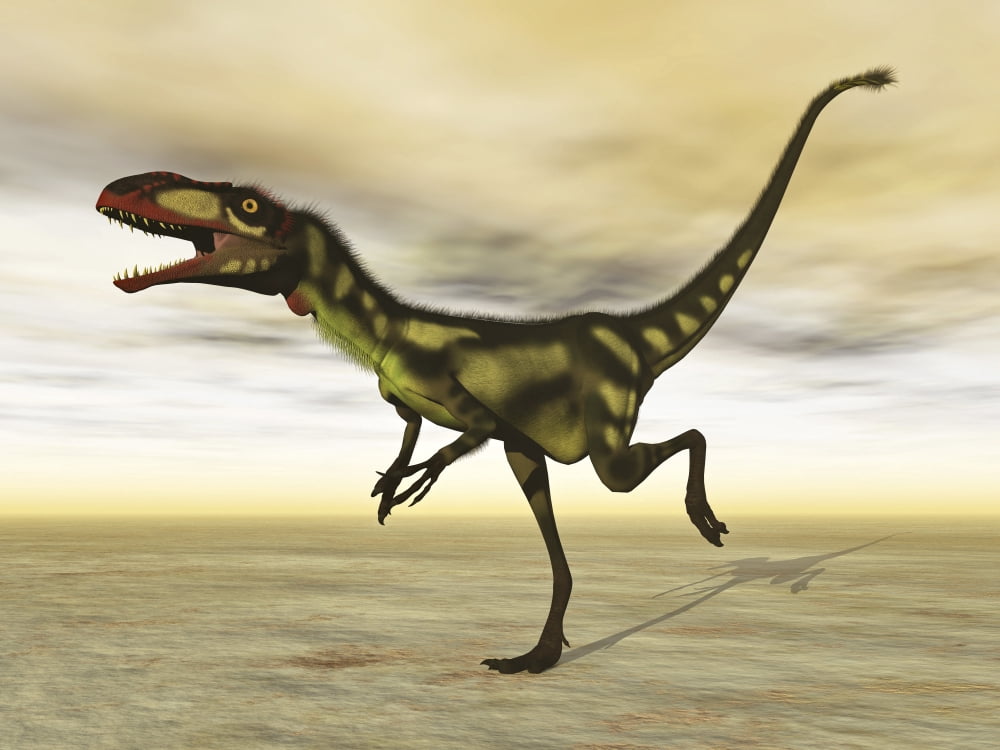 Dilong dinosaur in the desert Canvas Art - Elena DuvernayStocktrek Images (33 x 25)