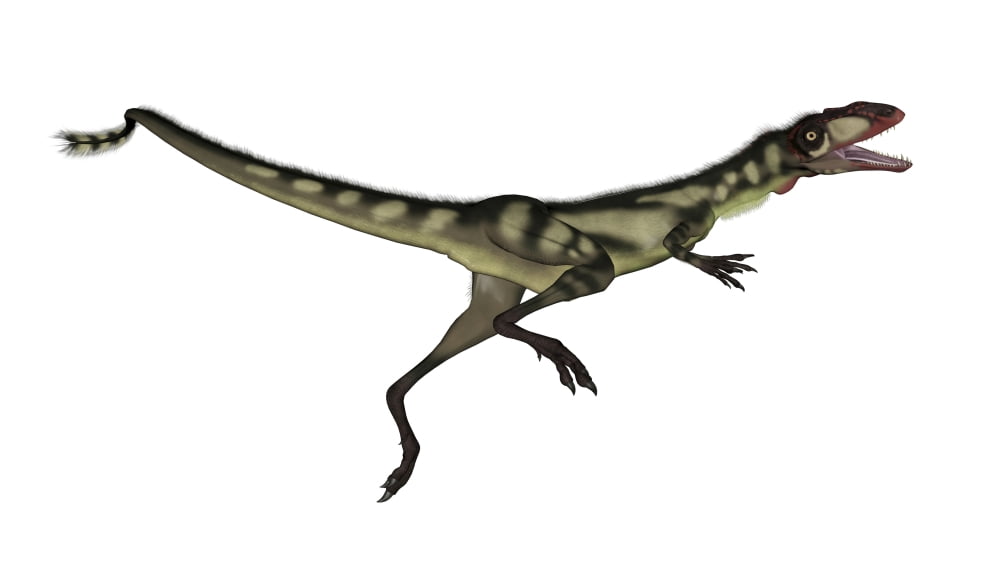 Dilong dinosaur jumping Canvas Art - Elena DuvernayStocktrek Images (37 x 21)
