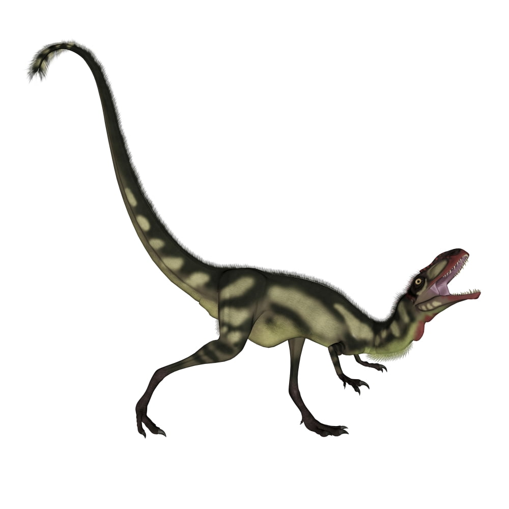Dilong dinosaur roaring Canvas Art - Elena DuvernayStocktrek Images (29 x 29)