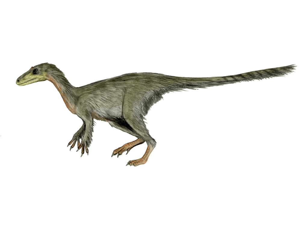 Dilong paradoxus dinosaur Canvas Art - Nobumichi TamuraStocktrek Images (33 x 25)